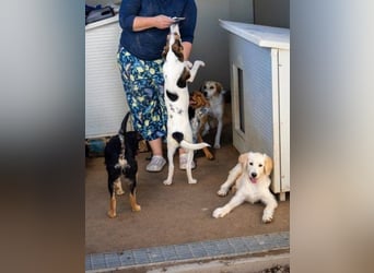 Lello-Lustiger Clown sucht festen Platz im Leben