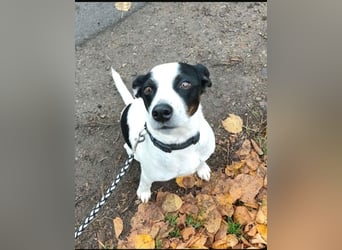 Jack Russel Mix, 8 Jahre - liebevolles Zuhause gesuch5