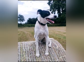 Jack Russel Mix, 8 Jahre - liebevolles Zuhause gesuch5