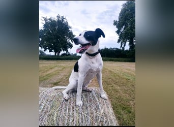 Jack Russel Mix, 8 Jahre - liebevolles Zuhause gesuch5