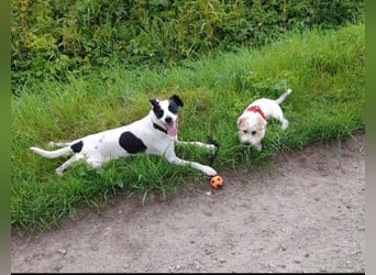 Jack Russel Mix, 8 Jahre - liebevolles Zuhause gesuch5