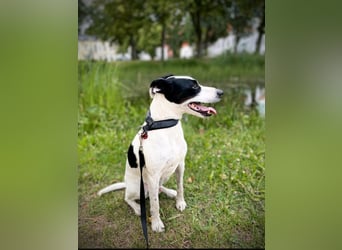 Jack Russel Mix, 8 Jahre - liebevolles Zuhause gesuch5