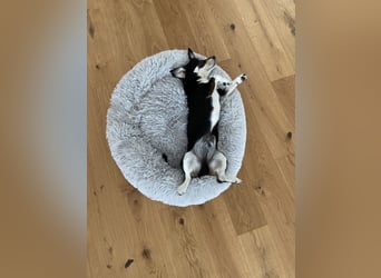 Buddy sucht ein neues Zuhause