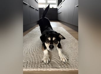 Buddy sucht ein neues Zuhause