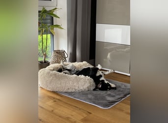 Buddy sucht ein neues Zuhause