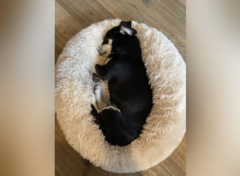 Buddy sucht ein neues Zuhause