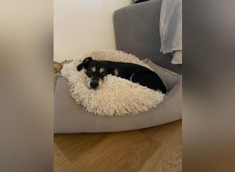 Buddy sucht ein neues Zuhause