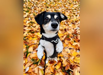 Buddy sucht ein neues Zuhause