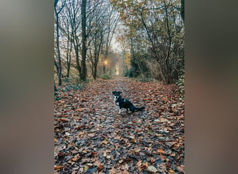 Buddy sucht ein neues Zuhause