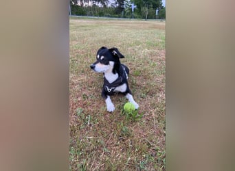 Buddy sucht ein neues Zuhause