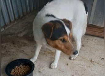 Happie: Ein Gute-Laune Hund zum verlieben