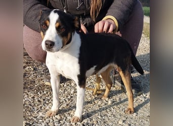 Zendaya eine sehr liebe Hündin