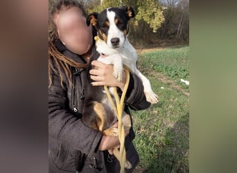 Zendaya eine sehr liebe Hündin