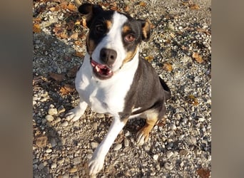 Zendaya eine sehr liebe Hündin