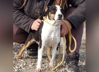 Zendaya eine sehr liebe Hündin