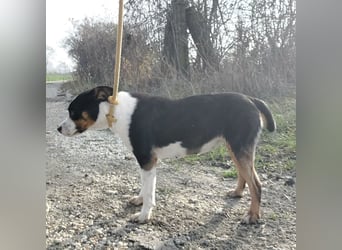 Zendaya eine sehr liebe Hündin