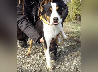 Zendaya eine sehr liebe Hündin