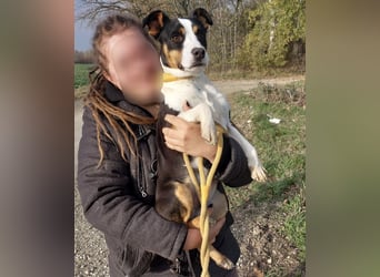 Zendaya eine sehr liebe Hündin