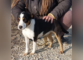 Zendaya eine sehr liebe Hündin