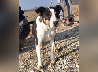 Zendaya eine sehr liebe Hündin