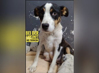 Zendaya eine sehr liebe Hündin