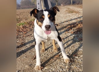 Zendaya eine sehr liebe Hündin