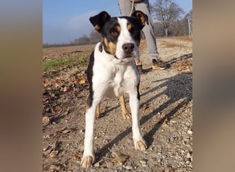 Zendaya eine sehr liebe Hündin