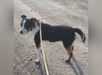 Zendaya eine sehr liebe Hündin