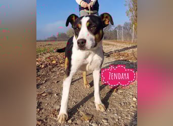 Zendaya eine sehr liebe Hündin