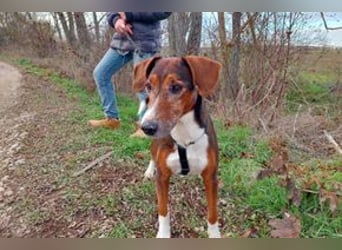 Hübscher Senior Terrier Mix geb.2014