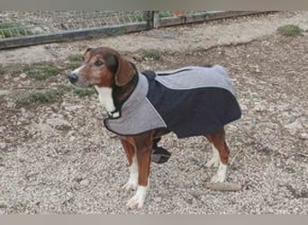 Hübscher Senior Terrier Mix geb.2014