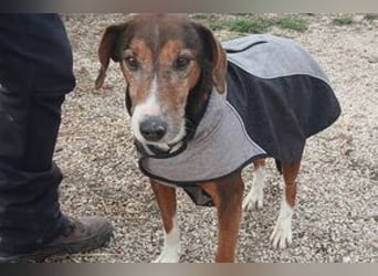 Hübscher Senior Terrier Mix geb.2014