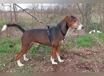 Hübscher Senior Terrier Mix geb.2014