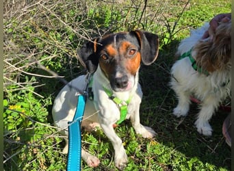 Corinne - eine lustige Terrierdame