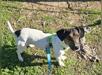 Corinne - eine lustige Terrierdame