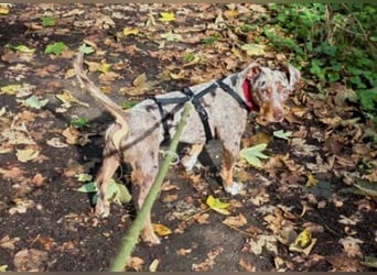 Schöner Cooper