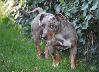 Schöner Cooper