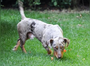 Schöner Cooper