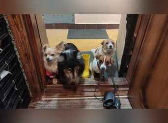 Lebhafte Bella wartet auf Sie!