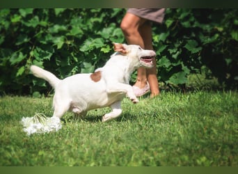 KLAUS – kluger, fröhlicher Jack Russell Terrier