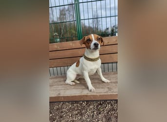 Lebhafte Bella wartet auf Sie!