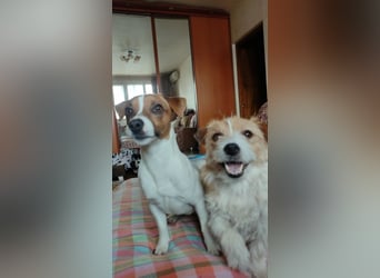 Lebhafte Bella wartet auf Sie!