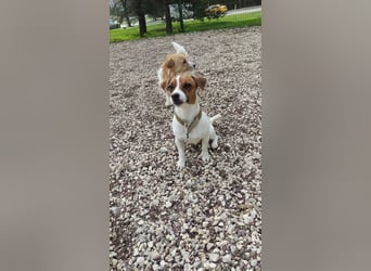 Ruhige Jack Russel Dame Ofina sucht ihre Familie!