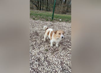 Ruhige Jack Russel Dame Ofina sucht ihre Familie!