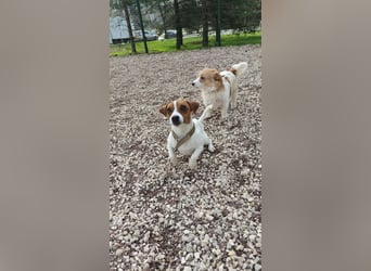 Ruhige Jack Russel Dame Ofina sucht ihre Familie!