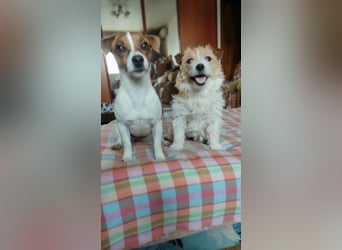 Lebhafte Bella wartet auf Sie!