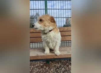 Ruhige Jack Russel Dame Ofina sucht ihre Familie!