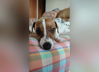 Lebhafte Bella wartet auf Sie!