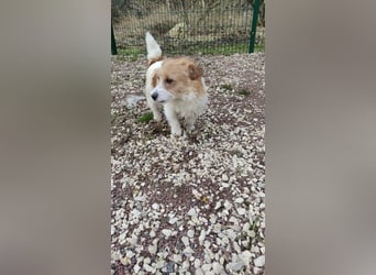 Ruhige Jack Russel Dame Ofina sucht ihre Familie!