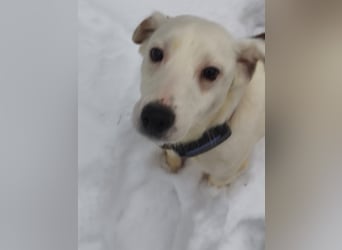 KLAUS – kluger, fröhlicher Jack Russell Terrier